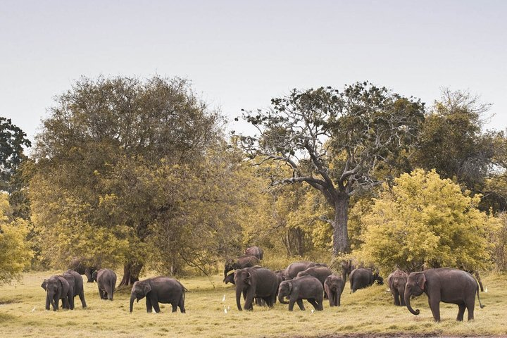 The Great Elephant Gathering Private Safari from Minneriya - Photo 1 of 10